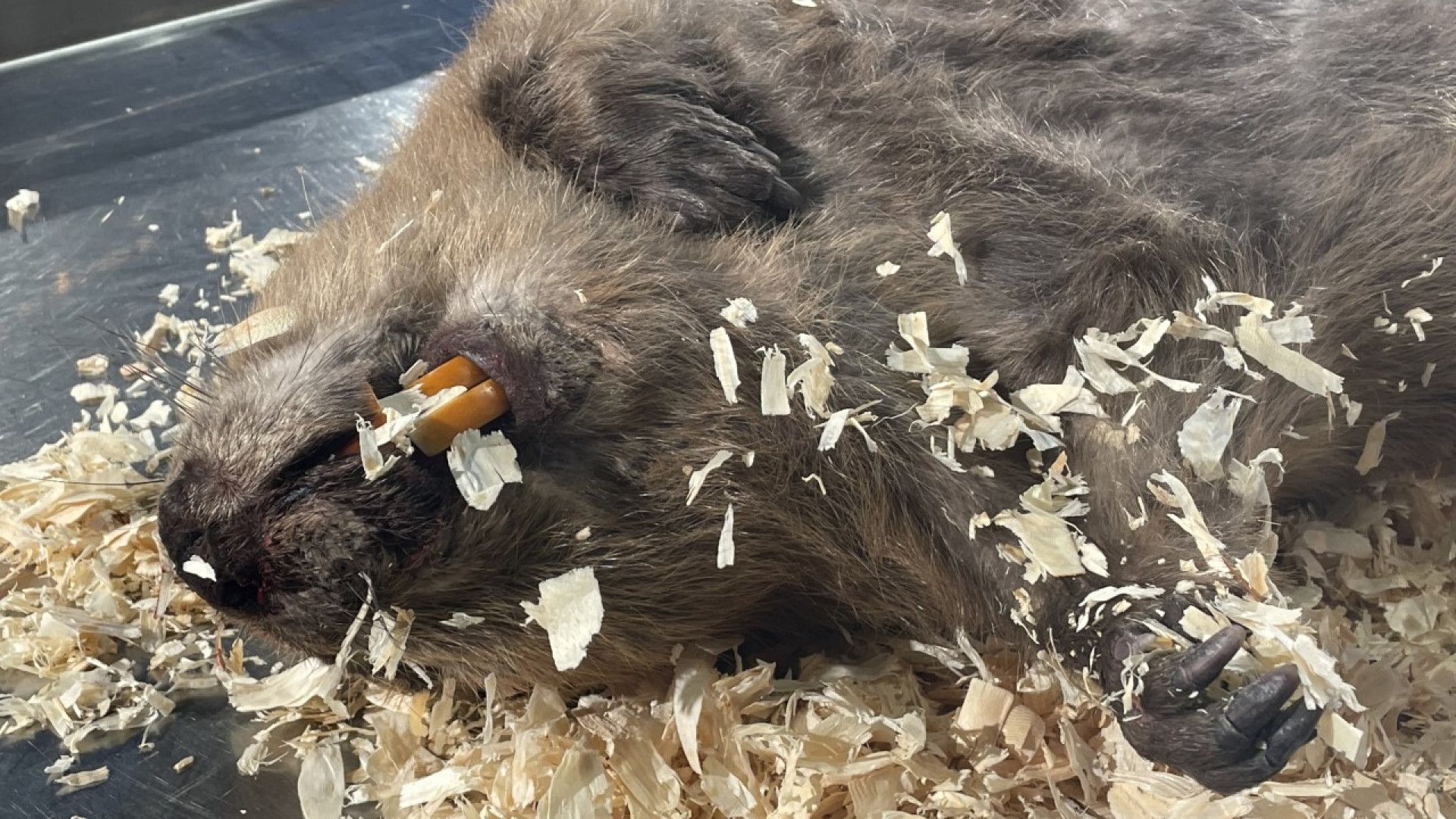 Enorme dode bever opengesneden: 'Wat gaan we tegenkomen?' - Omroep West