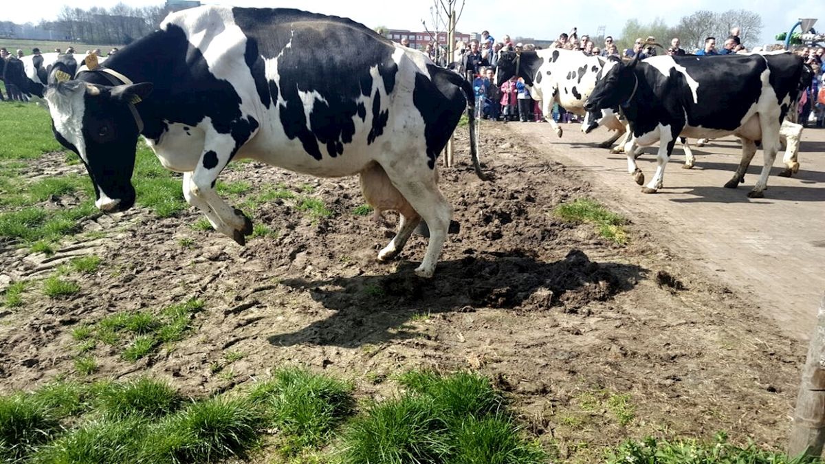Dansende koeien bij boer Van Vilsteren in Zwolle: ze mogen weer naar buiten!
