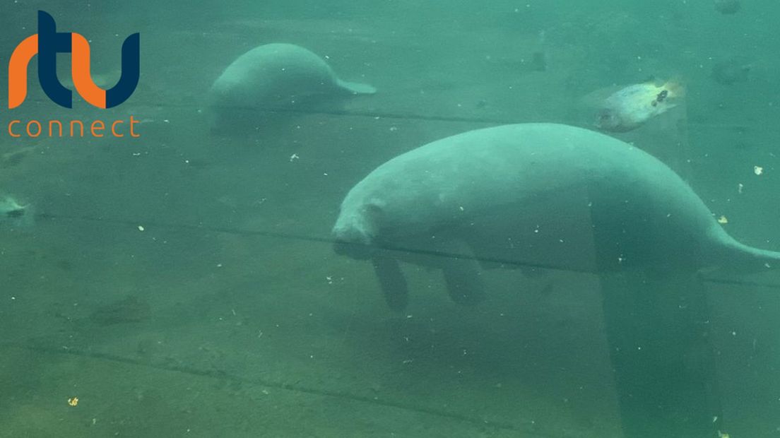 Nieuw te bewonderen in Burgers' Zoo is het pasgeboren zeekoetje