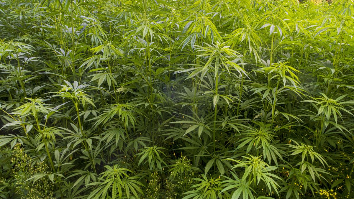 112-nieuws | Grote hennepkwekerij gevonden in loods