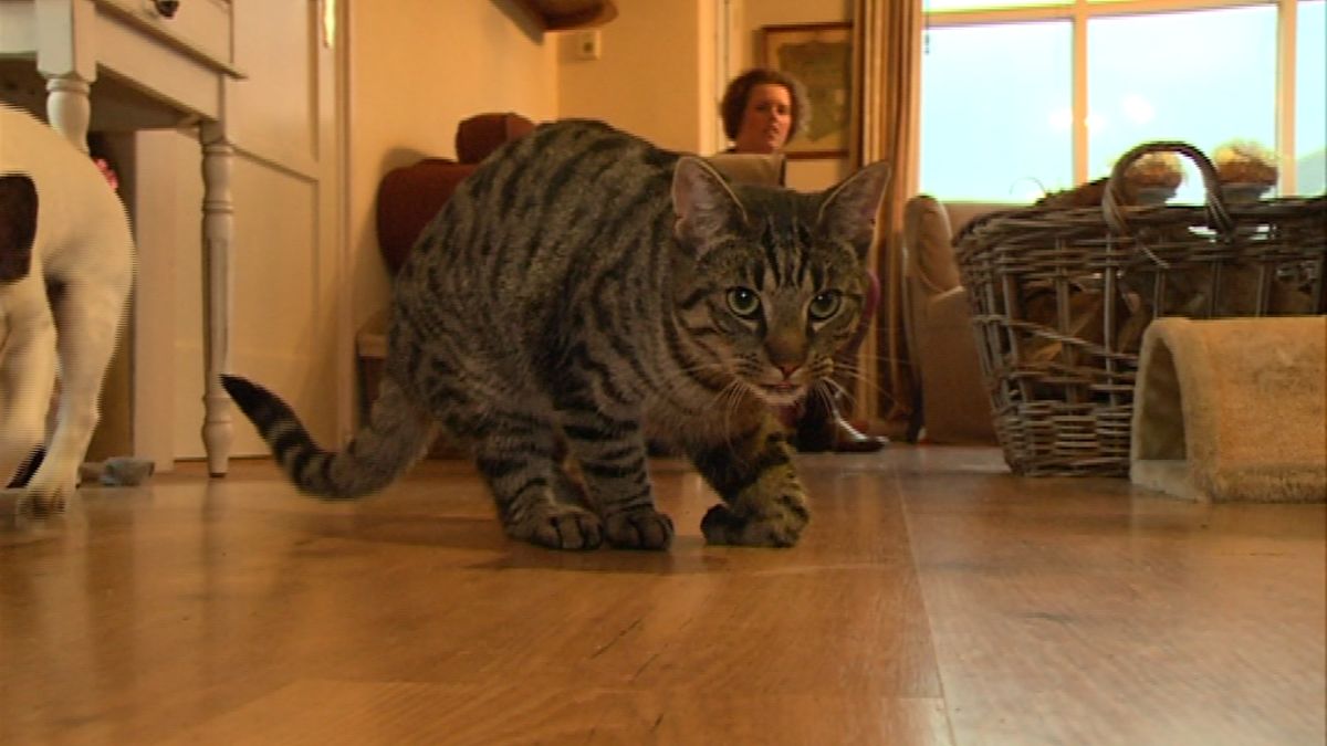 Kat zwaar verminkt in Uffelte