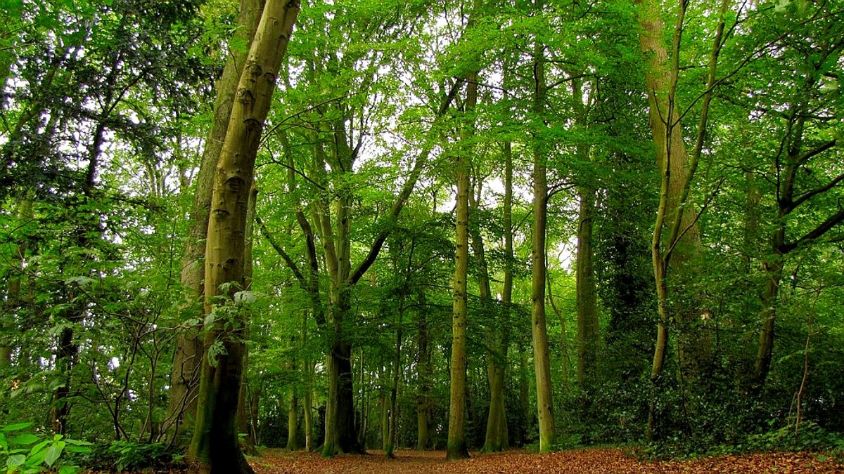 De Bilt verkoopt bossen aan Utrechts Landschap, maar krijgt er ook grond voor terug