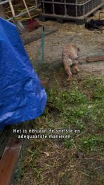 Rattenvanger van Nieuw-Buinen