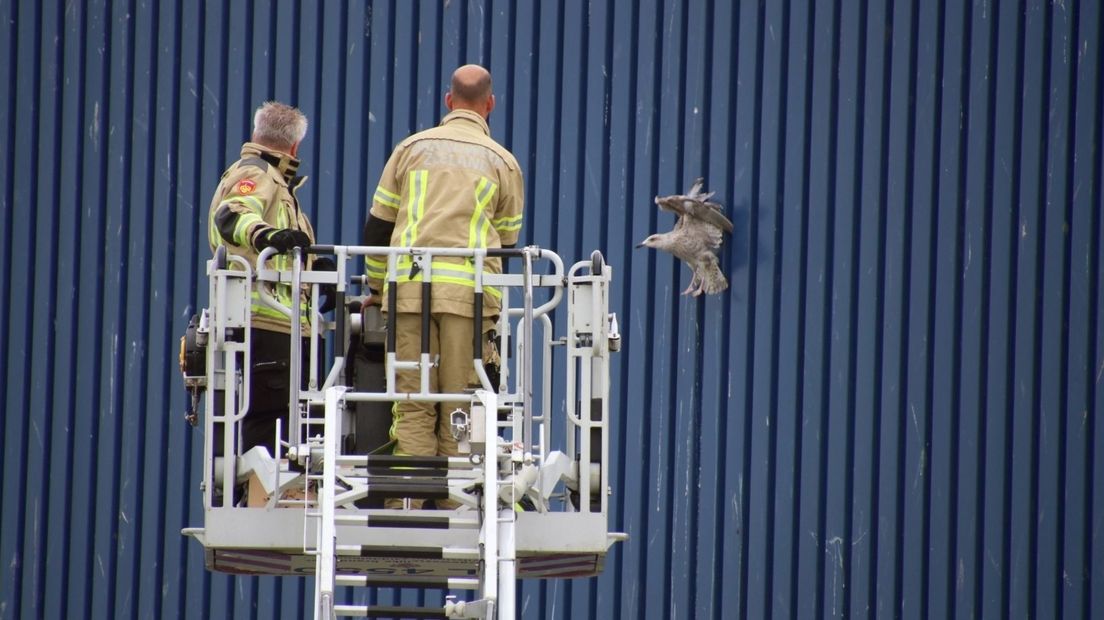 Meeuw die vastzit in gevel van bedrijfspand door brandweer bevrijd