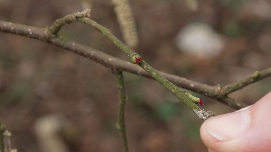 Vrouwelijke bloemen van de hazelaar