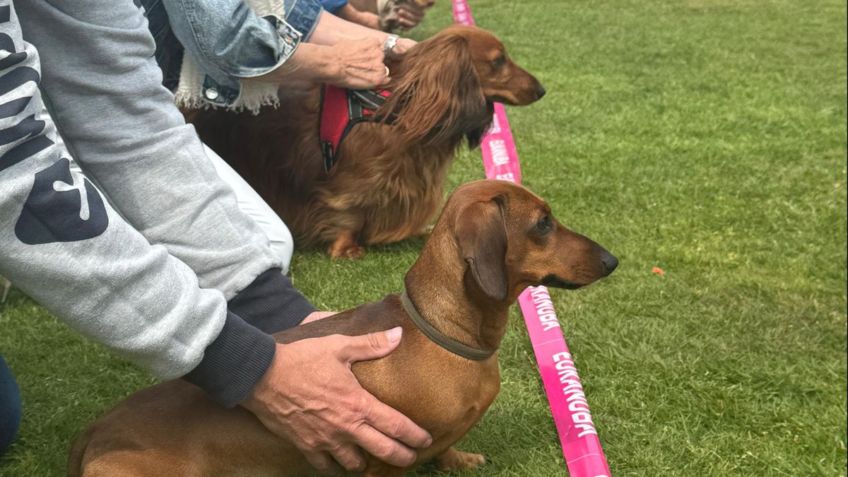 Teckelrennen in Ospel feestje voor hondjes en baasjes