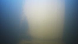 Winterse onderwaterwereld met paaiende zeeforellen