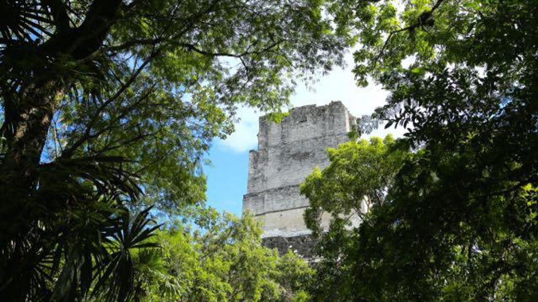 Nationaal Park Tikal in Guatemala (Rechten: Edwin van Stenis / RTV Drenthe)