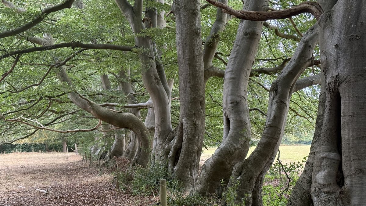 Landgoed Rheebruggen: dansende beuken en piepjonge elzen