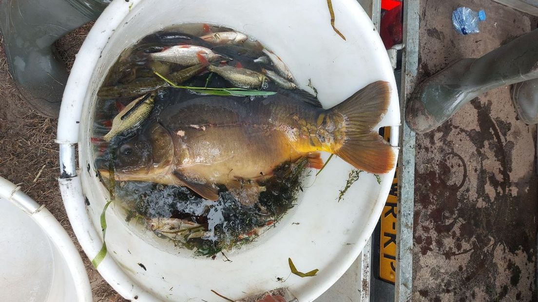 Vissen gered uit droog vallende Schipbeek