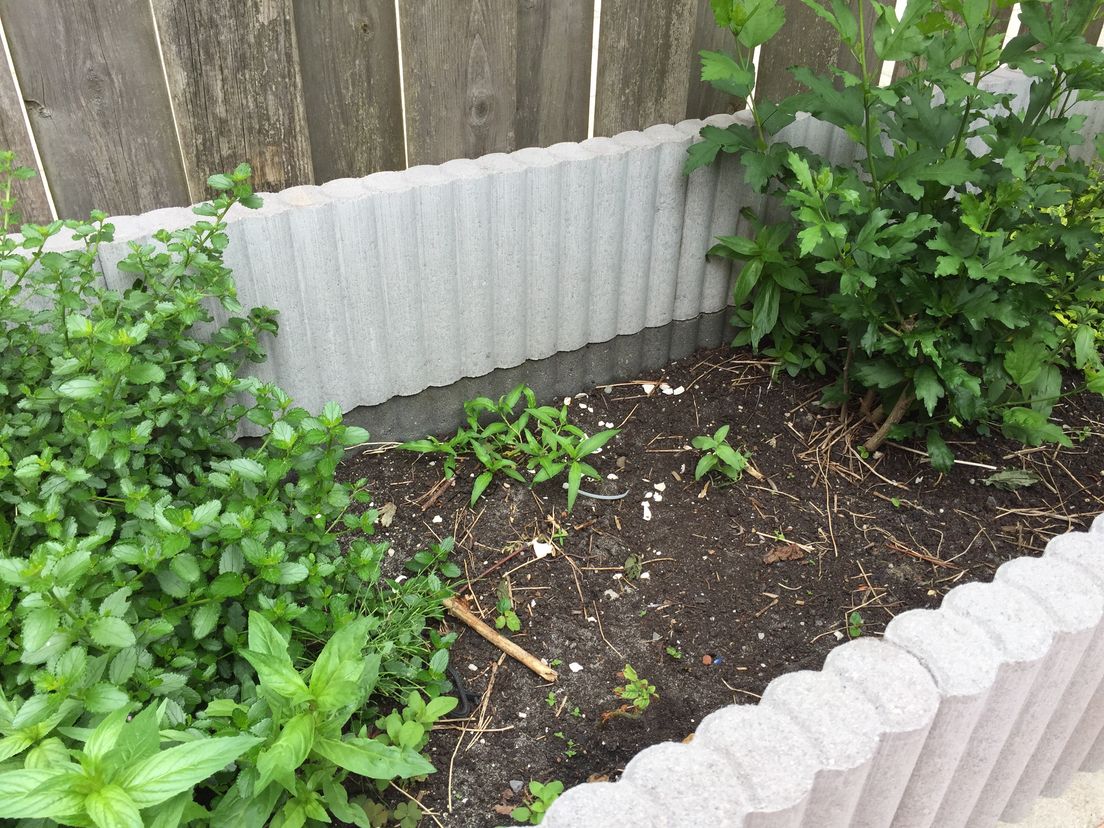 Als je goed kijkt zie je de vorige betonnen rand. Om de paar jaar moet deze bewoner een nieuwe plaatsen om de zaak op hoogte te krijgen.