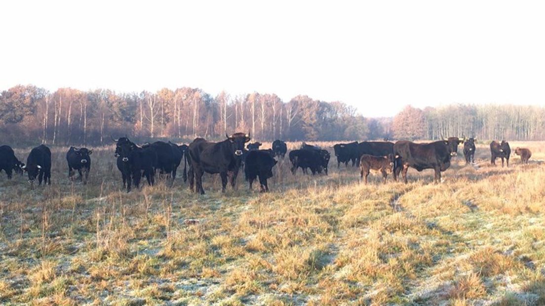 Sinds 2013 grazen Sayaguesa-runderen op het Wapserveld (Rechten: Marjolein Lauret/RTV Drenthe)