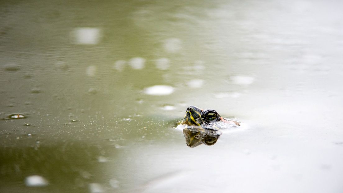 Een schildpad steekt zijn kop boven het water uit