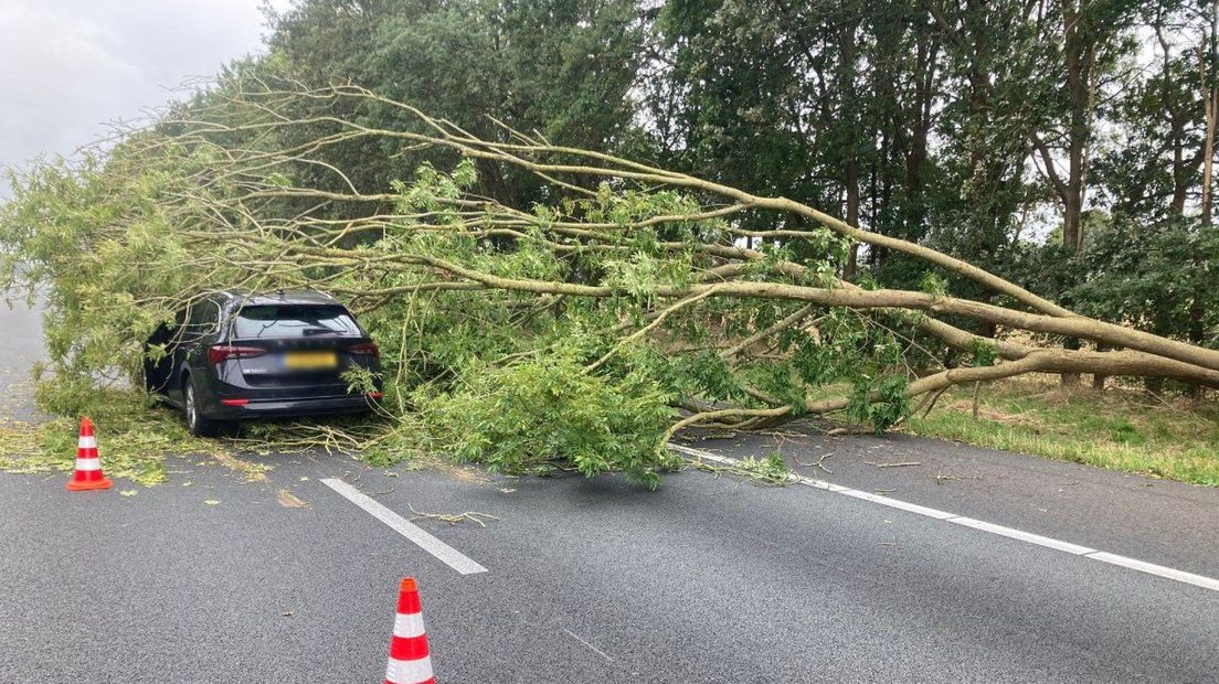 Boom is op snelweg gewaaid