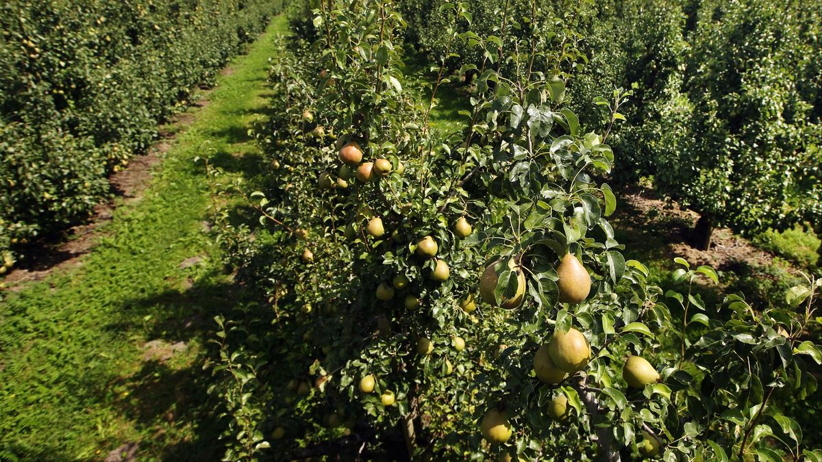 Helft van de fruittelers stopt binnen tien jaar in dé fruitgemeente