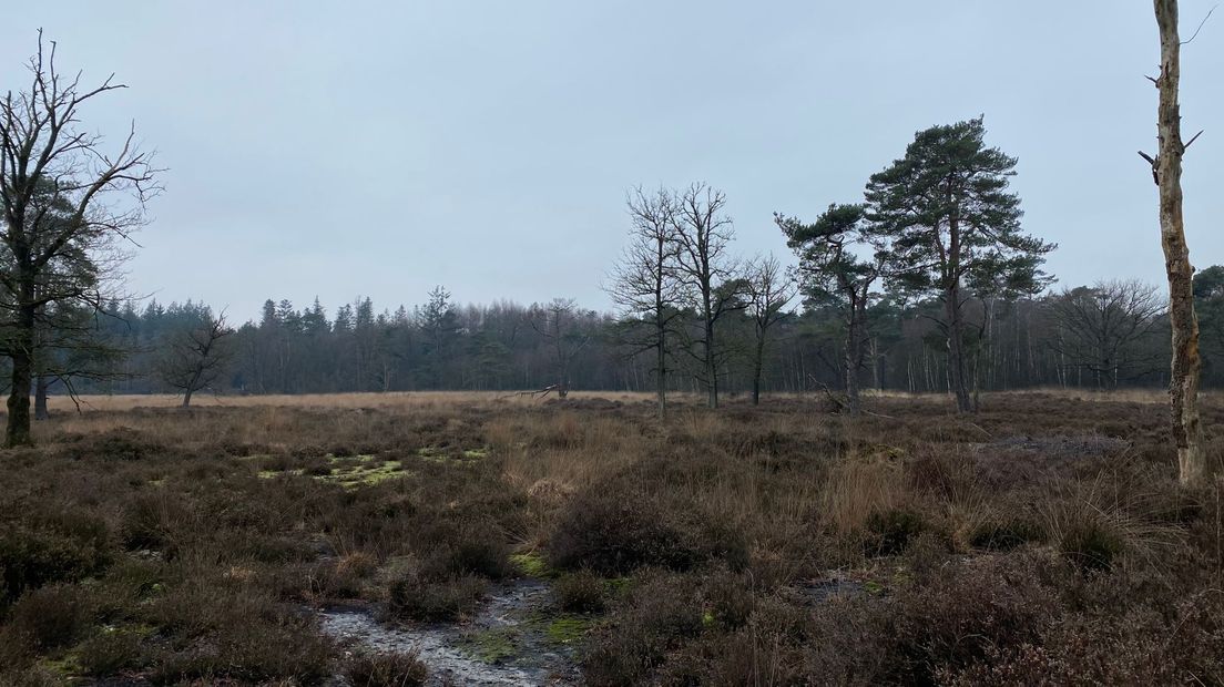 Het vrouwenveld bij Boschoord