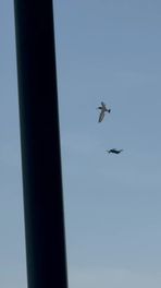 Vogel haalt drone neer