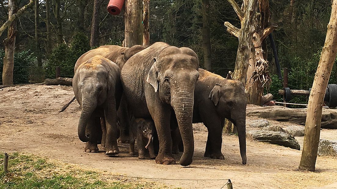 De olifanten liepen beschermend om het jonge dier heen.