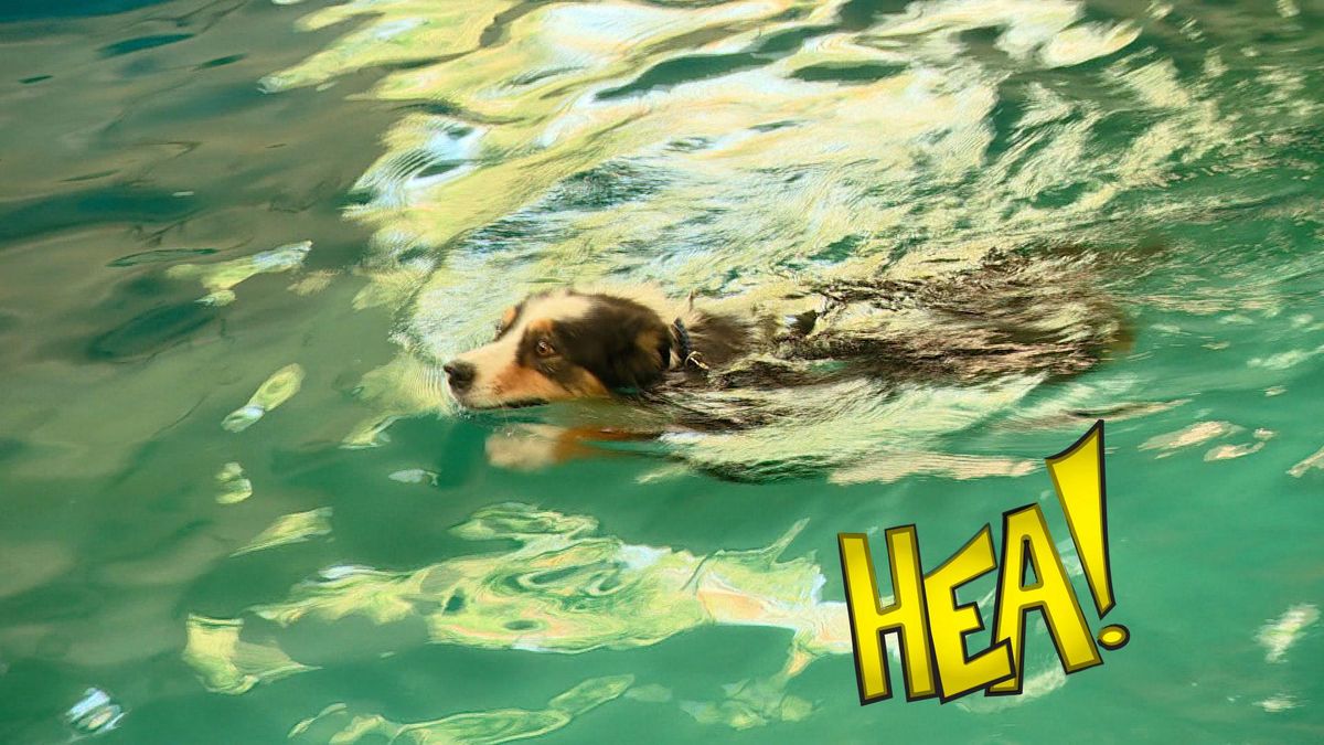 HEA! Een zwembad achter de deur