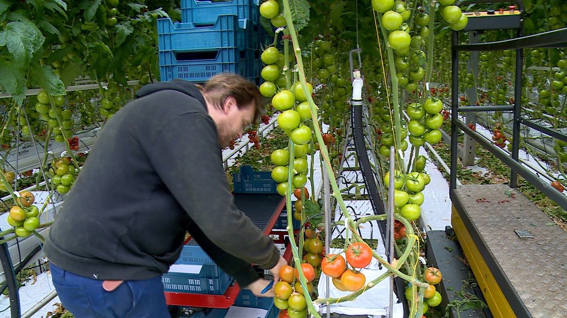 WarmCo2 op Axelse Vlakte bijna uit de rode cijfers (video)