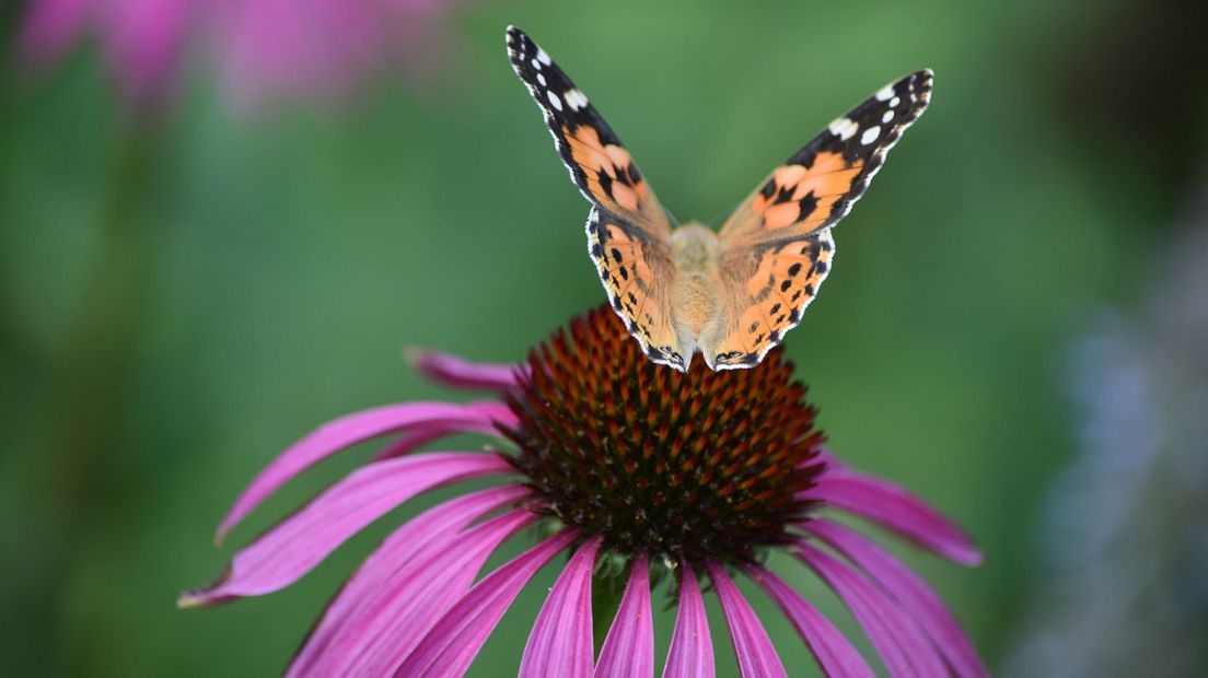Ook in de Gelderse natuur was het weer een bijzonder jaar. Bij BuitenGewoon probeerden we zo veel mogelijk bijzondere, prachtige en ontroerende foto's van de natuur in de provincie te delen. En daar zitten ook dit jaar weer kanjers van foto's bij.