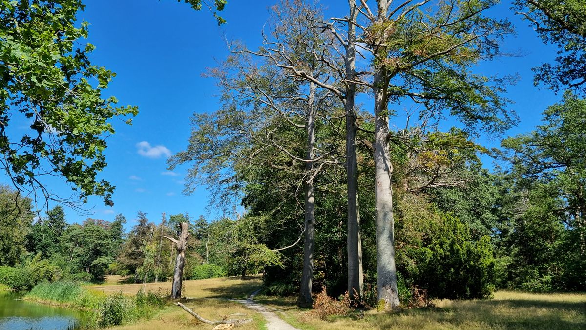 Droogte is genadeklap voor 3 oude beuken bij Zeist, daarom moeten ze om