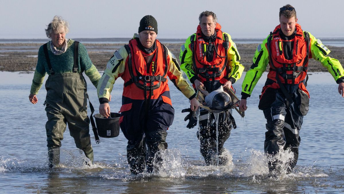 KNRM redt bruinvissen uit ondiep water bij Vlieland
