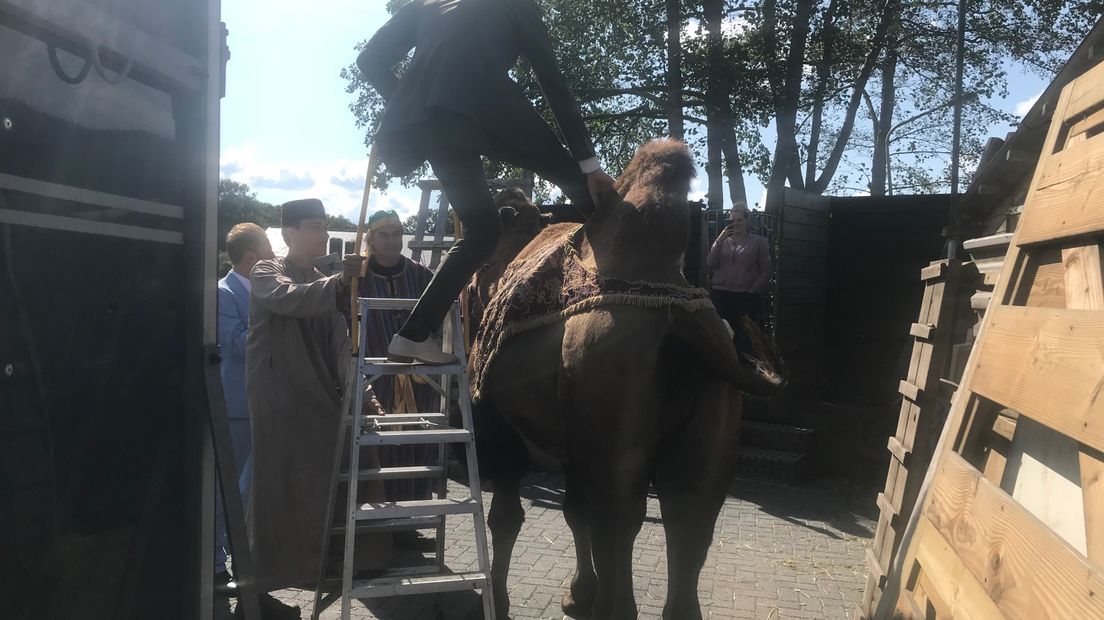 Er moest een trap aan te pas komen om op de kameel te klimmen. (Rechten: RTV Drenthe/Jeanine Hofsteenge)