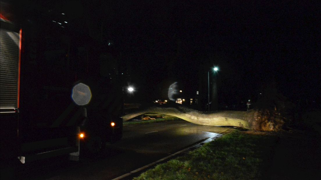 Op de Meppelerweg in Steenwijk waaiden twee grote bomen om, ook het fietspad raakte beschadigd