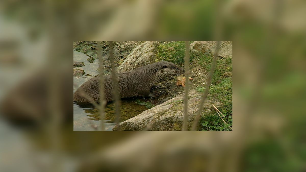 Otterpassage bij Gytsjerk, werkzaamheden beginnen maandag