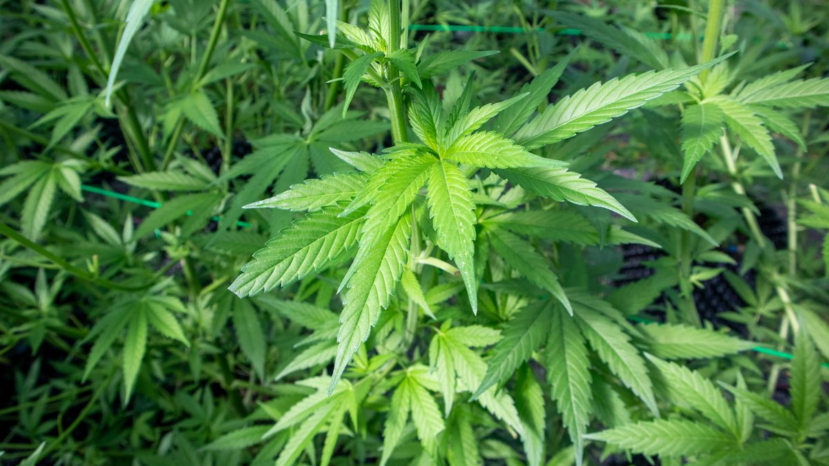 Drie mannen aangehouden voor hennepkwekerij in woning Baarlo