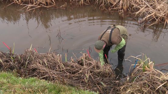 Meer muskusratten dan vorig jaar: Drenthe houdt ze tegen bij de grens