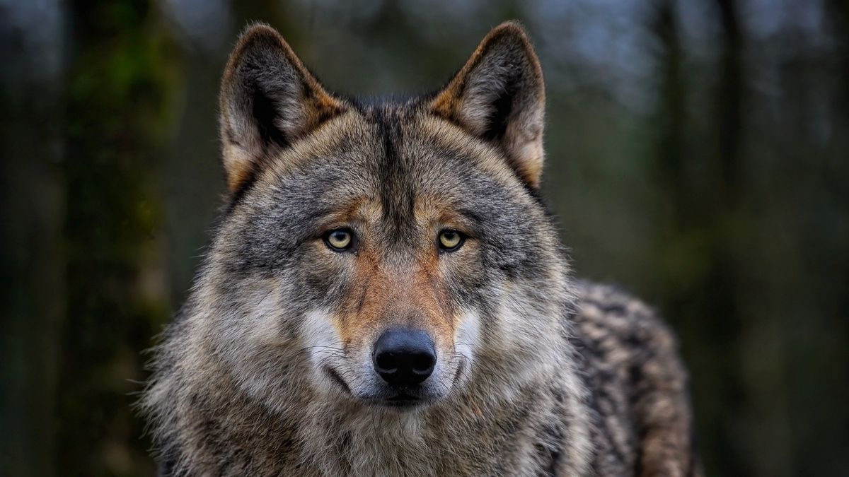 Probleemwolf of niet? Dit gebeurt er na de mogelijke wolvenaanval in Den Treek