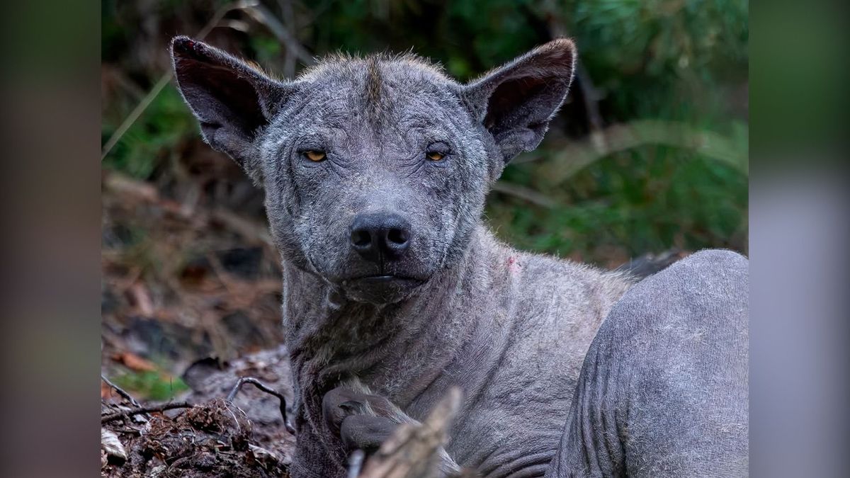 Kale wolven met hevige jeuk: wat hebben 'Schurfie' en 'Zombiewolf' precies?
