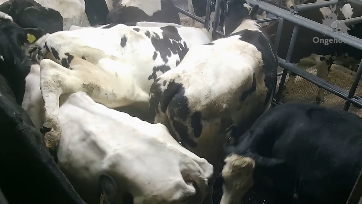 Actiegroep projecteert beelden van dierenmishandeling op NVWA-gebouw in Utrecht