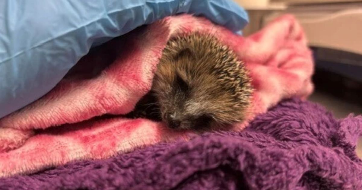 De Bonte Piet reports hedgehog surge and heating supplies shortage