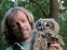 Jonge oehoes geringd in Drents natuurgebied