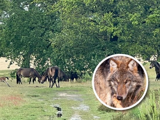 Wolf zet grote grazers en natuurbeheer onder druk, werkt leven in sociale kuddes?