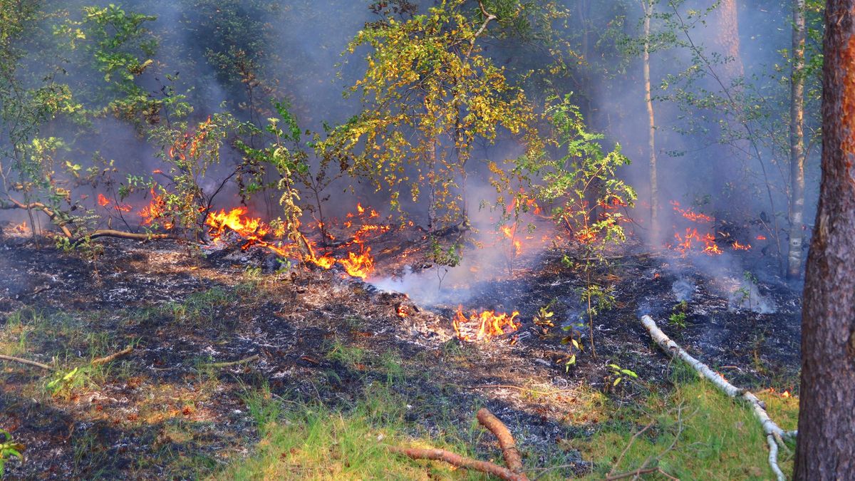 Brand in bosgebied bij Soest