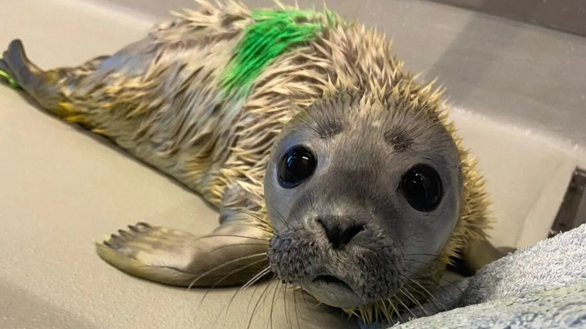 Zeehondencentrum ontkent laten creperen van pup: 'Deze was al in staat van ontbinding'