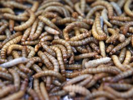 Insectenkweker Wadudu sluit deuren in Hoogersmilde: locatie Beilen blijft wel open