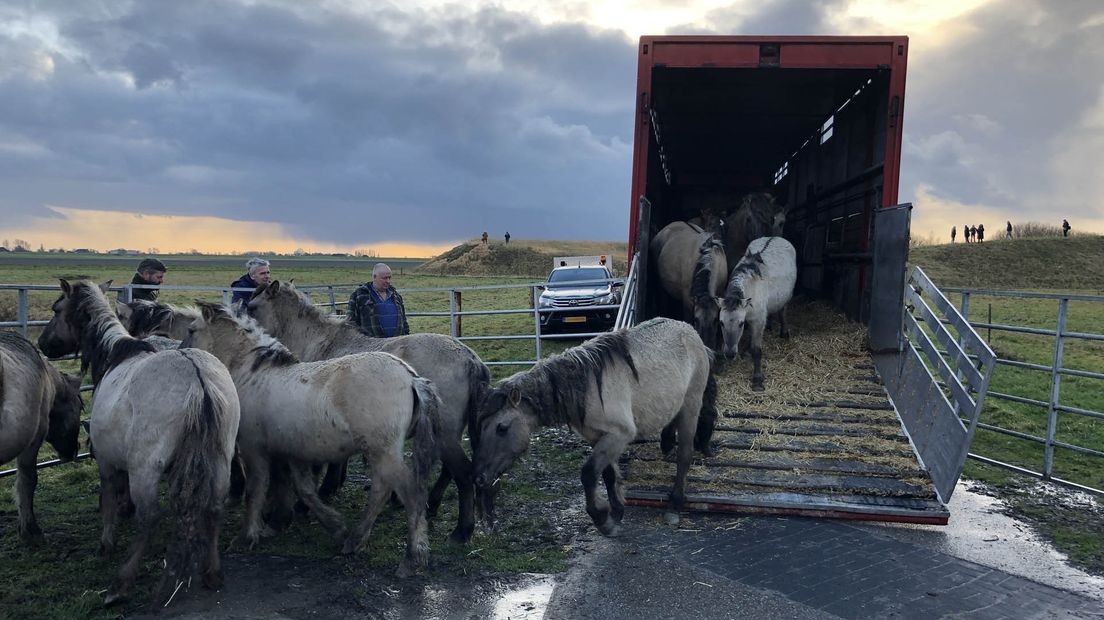 Januari 2019: Konikpaarden maken kennis met hun nieuwe leefgebied