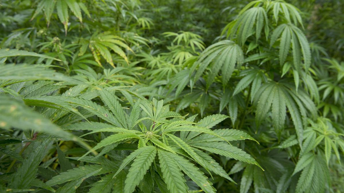 Melding schoten leidt tot vondst hennepkwekerij in Kloosterzande