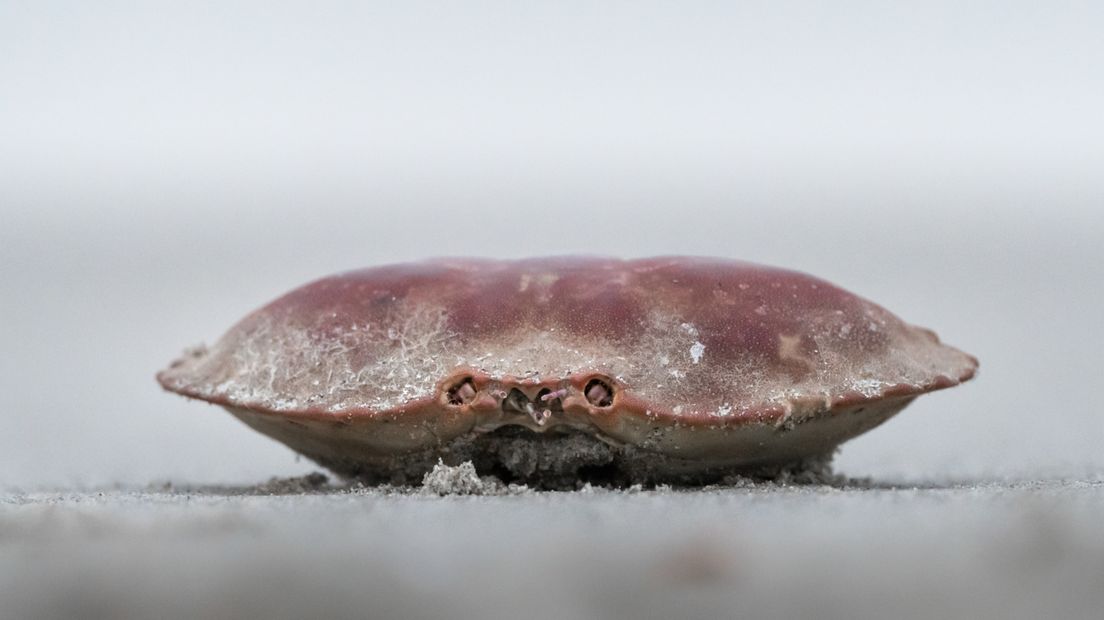 De restanten van een krab bij de Oosterscheldekering