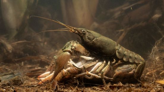 Nieuwe invasieve rivierkreeft bereikt ons via de Rijn
