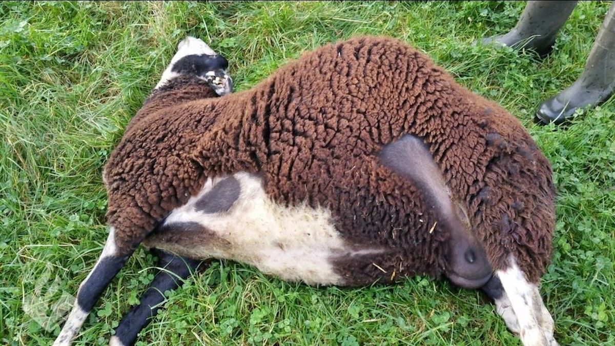 Vier schapen doodgebeten in weiland in Laag Zuthem