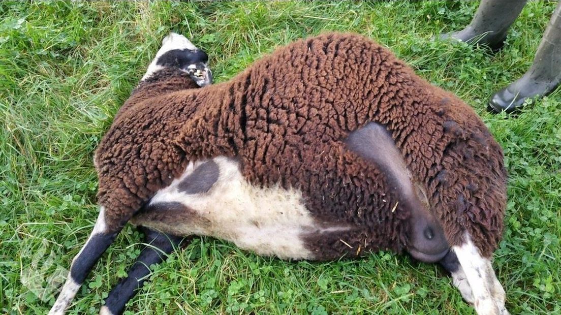 Drachtig schaap doodgebeten