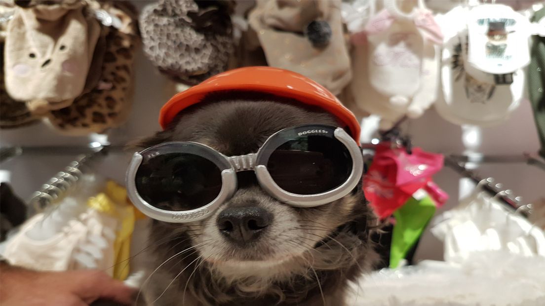 Een hippe hond.