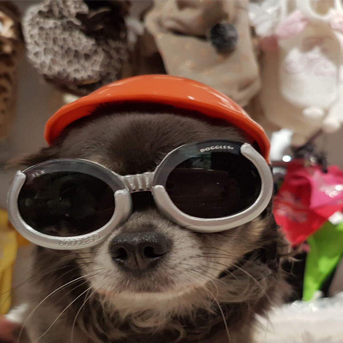 Skibril en motorhelm voor je hond: dieren zijn steeds meer gezinslid - Omroep West