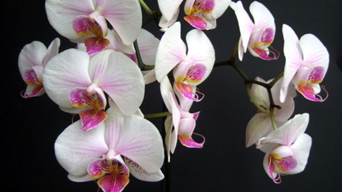 bloemen-orchidee